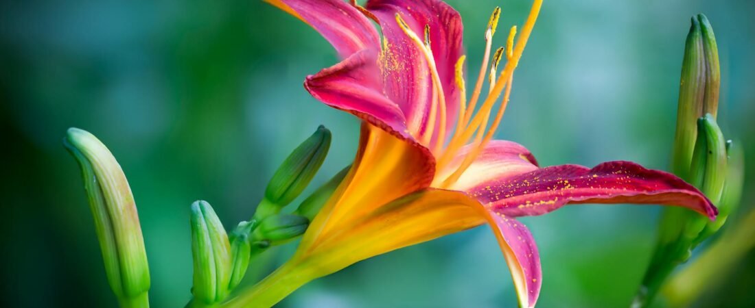 Micah Parsons Packers Jersey