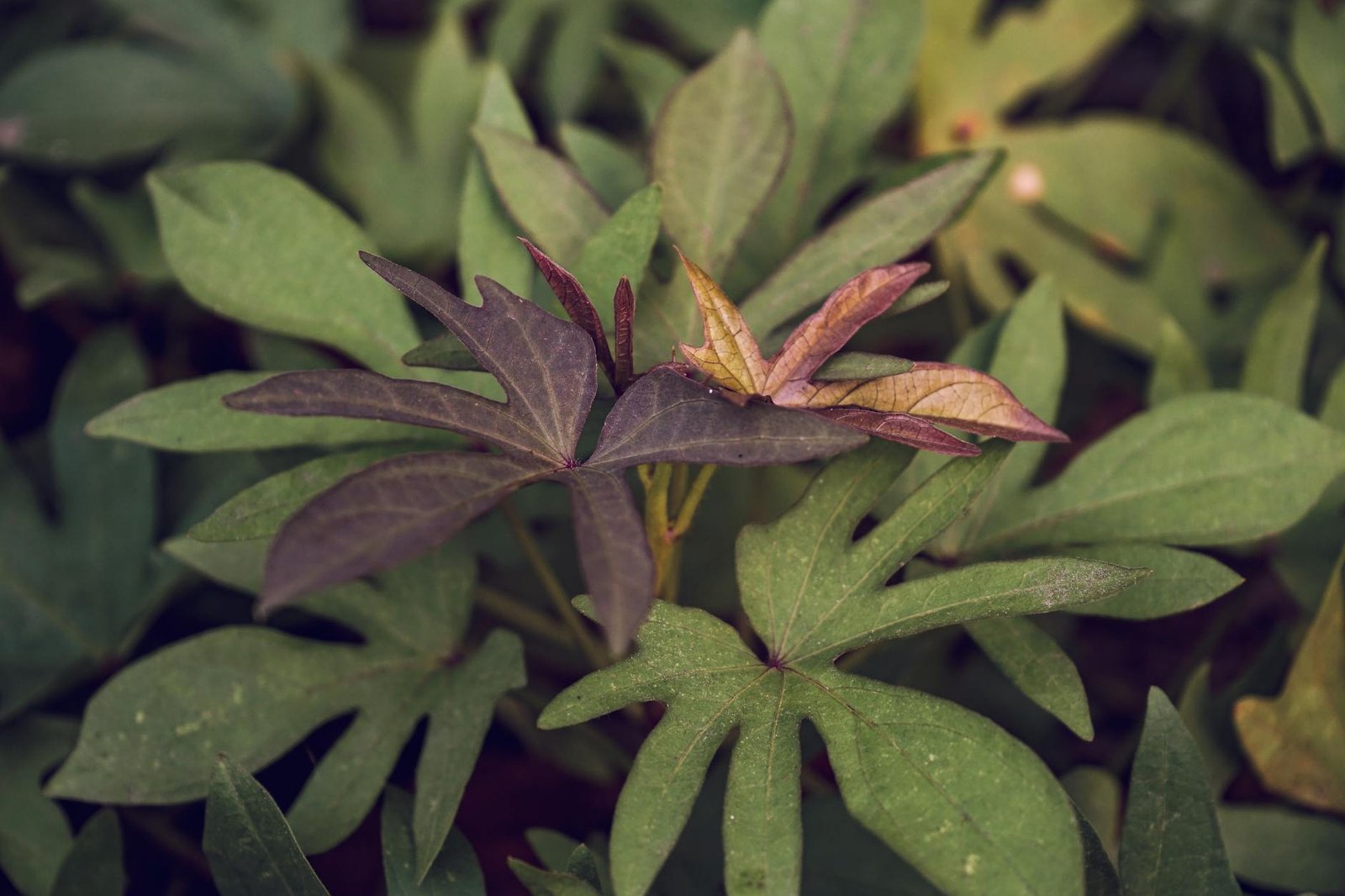 From Fad To Foundation: Sustainable Eating For Life