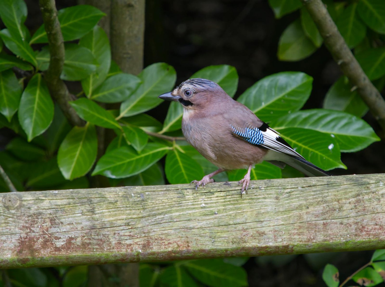 Red Sox Vs Blue Jays