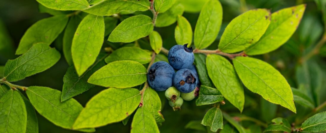 Eating For Longevity: Your 2025 Nutrition Blueprint