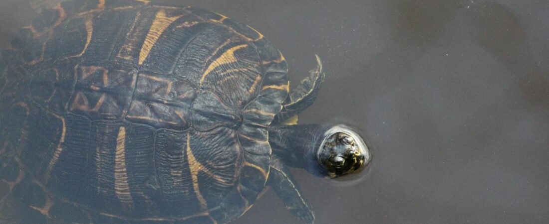 South Carolina Vs Missouri