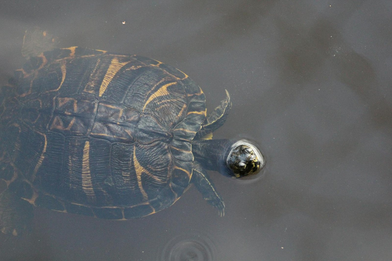 South Carolina Vs Missouri