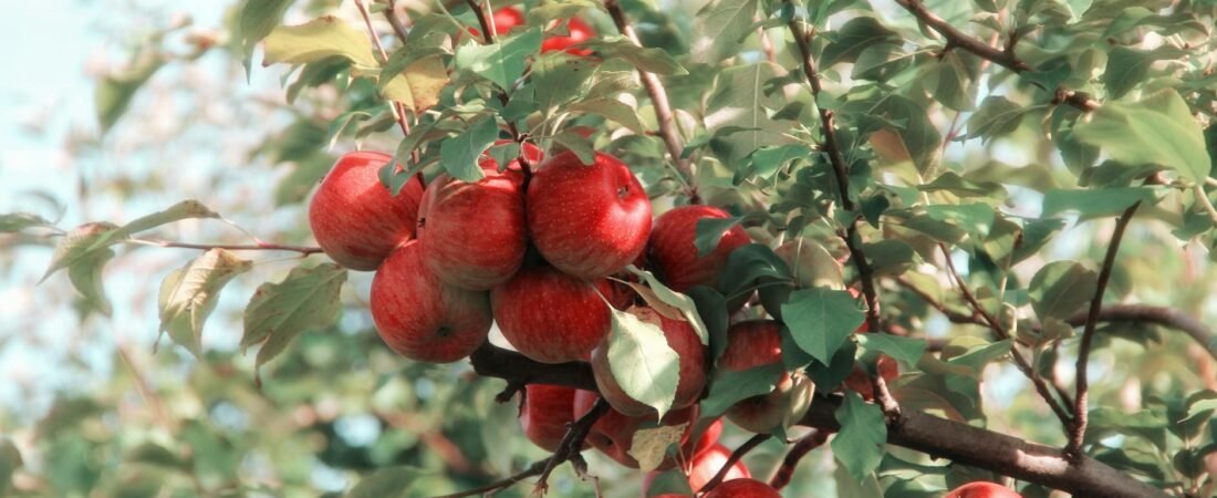 Apple Cider Vinegar Benefits