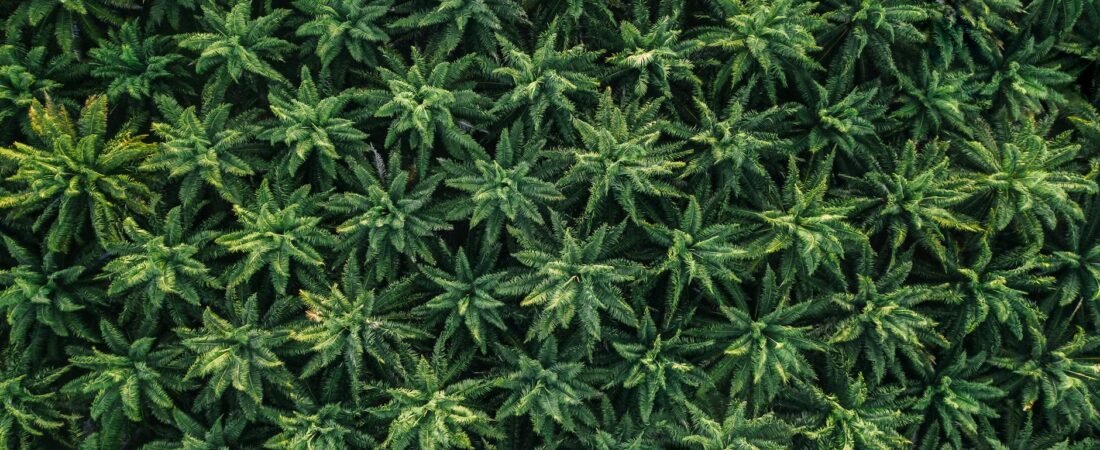 The Power Of Plants: Boosting Metabolism With Botanical Bites